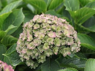 Hydrangea Together® blue