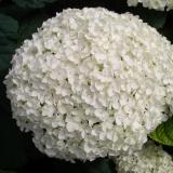 Hydrangea Aborensens 'Annabelle'