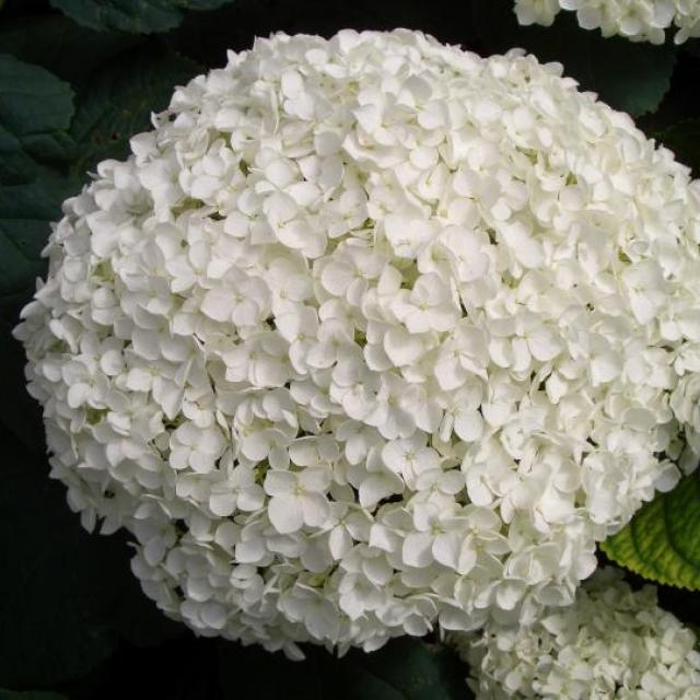 Hydrangea Aborensens 'Annabelle'