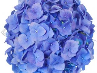 Hydrangea Blue Ball