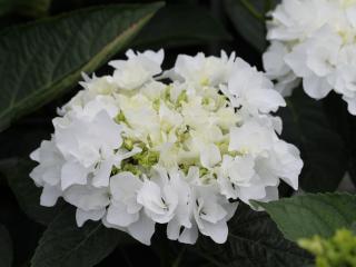 Hydrangea Coco®