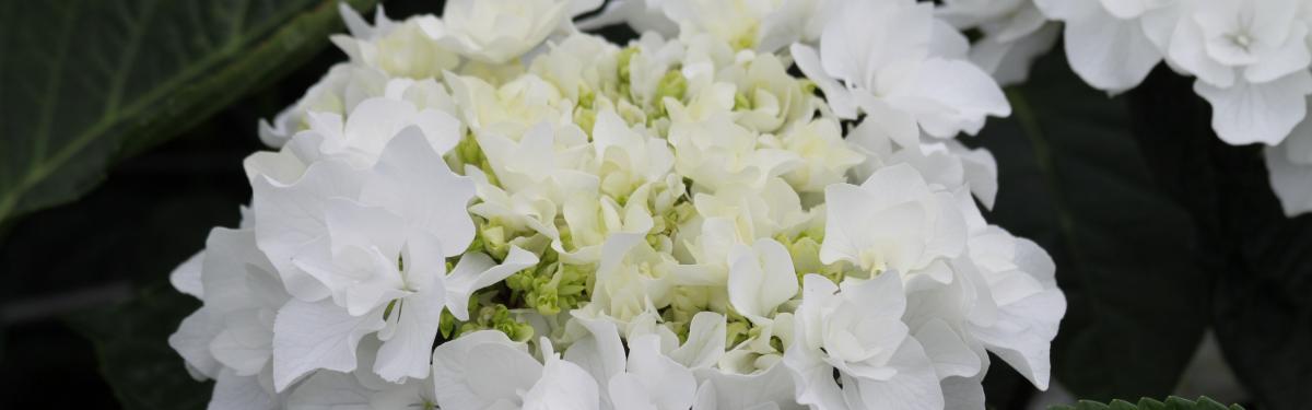 Van Klaveren Plant Hortensia