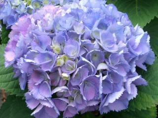 Hydrangea Blue Ball