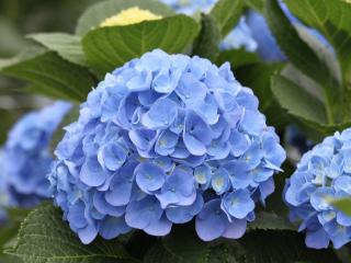 Hydrangea Blue Ball