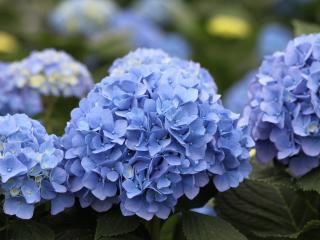 Hydrangea Blue Ball