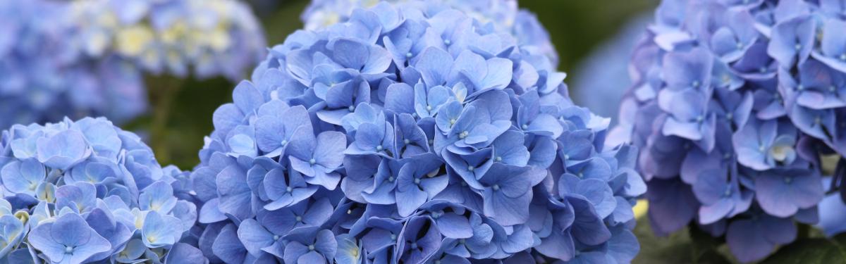 Van Klaveren Plant Hortensia