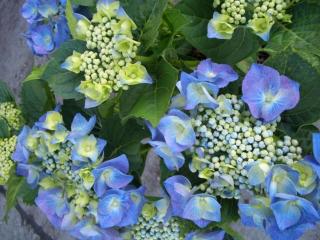 Hydrangea blue lace cap