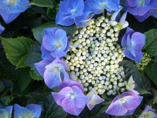 Hydrangea blue lace cap
