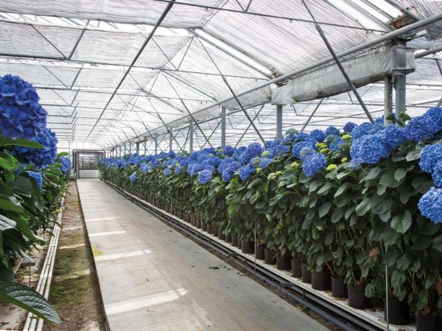 Ammerlaan Hortensia