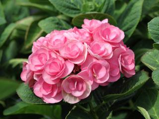 Beautensia® Papillon