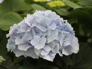 'Verena'® blauw