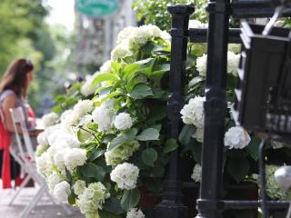 Hydrangea Everbloom® white