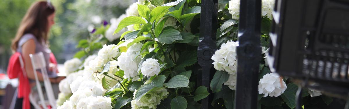 Van Klaveren Plant Hortensia