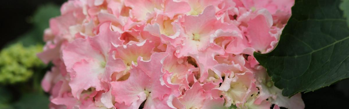 Van Klaveren Plant Hortensia