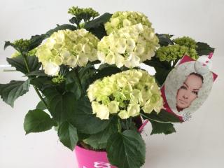 Hydrangea Everbloom® white
