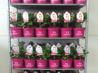 Everbloom hortensia pink