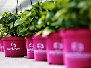 Hydrangea Everbloom® white