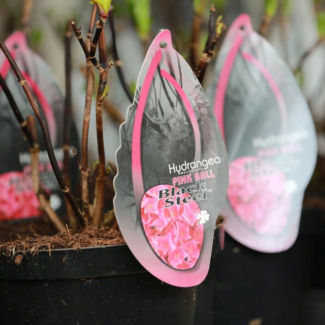 Hydrangea Black Steel® pink