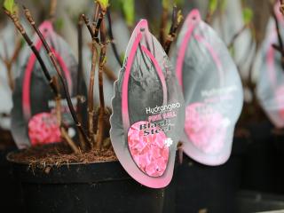 Hydrangea Black Steel® pink