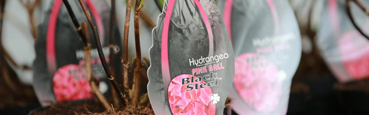 Van Klaveren Plant Hortensia