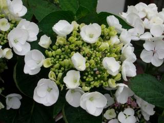 Hydrangea Libelle