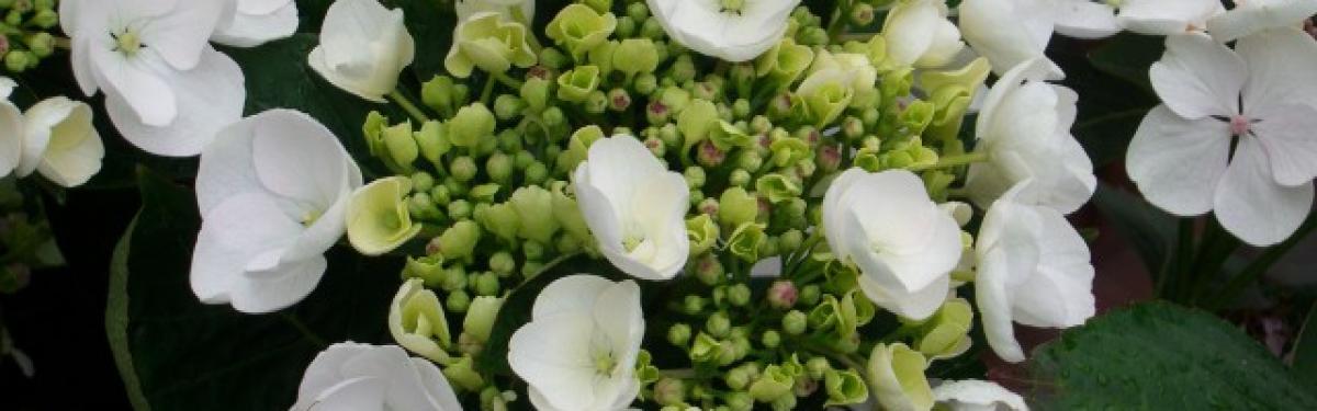 Van Klaveren Plant Hortensia