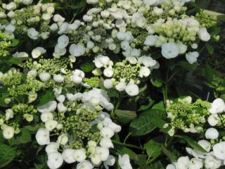 Hydrangea Libelle