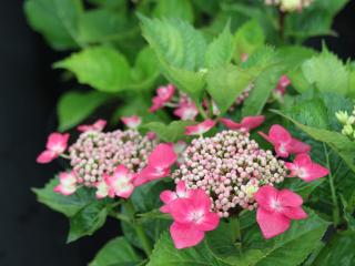 Hydrangea 'Kardinal'