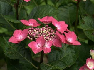 Hydrangea 'Kardinal'