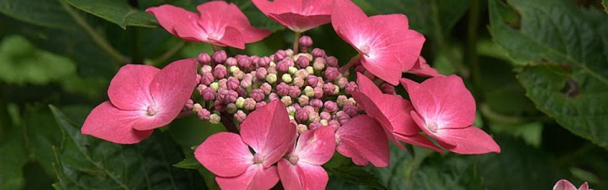 Van Klaveren Plant Hortensia