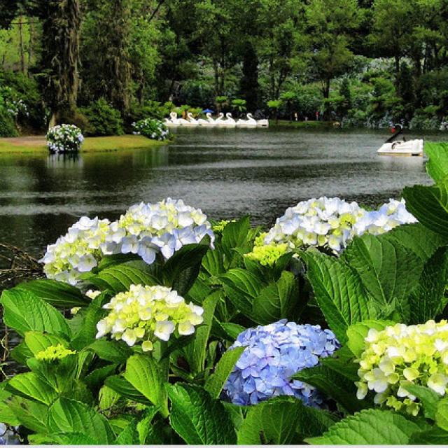 Hortensia voor aan de waterkant