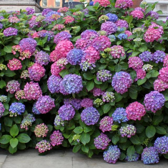 Hortensia haag