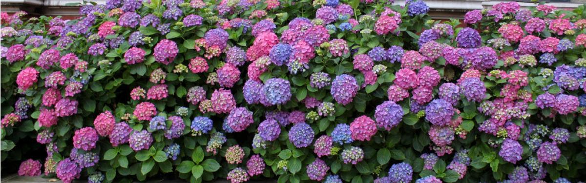 Van Klaveren Plant Hortensia