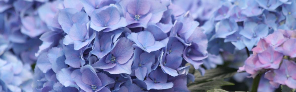 Van Klaveren Plant Hortensia