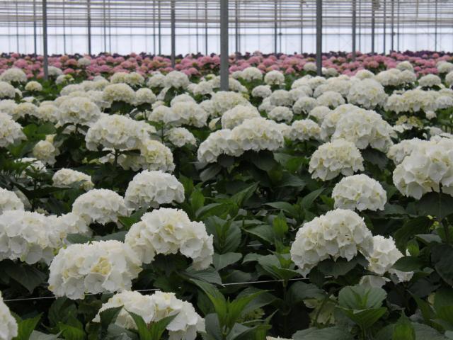 GJA van Santen Hortensias