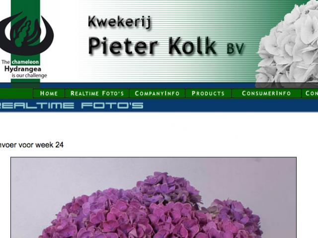 Pieter Kolk Hortensia