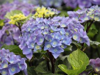 Hydrangea Blue Ball