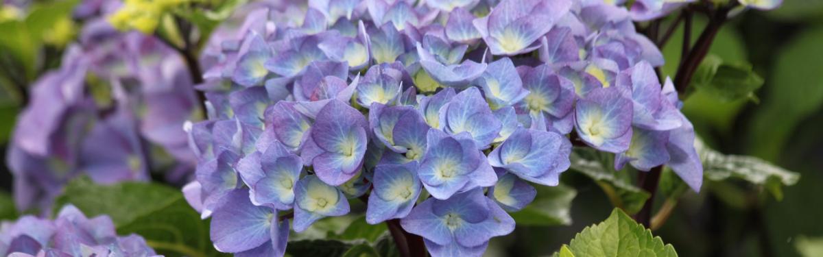 Van Klaveren Plant Hortensia