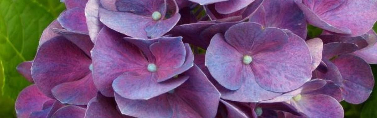 Van Klaveren Plant Hortensia