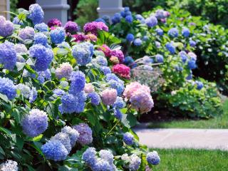 Hydrangea Blue Ball