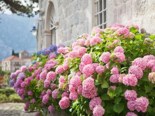 Everbloom hortensia pink