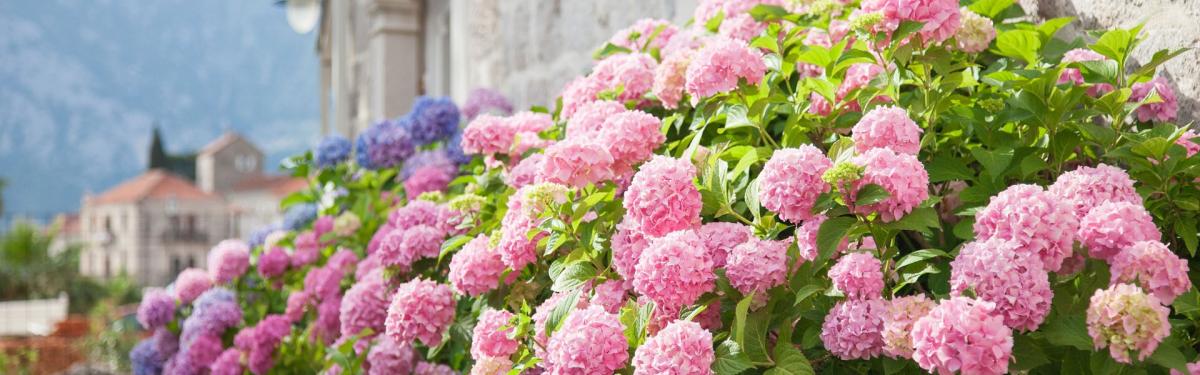 Van Klaveren Plant Hortensia