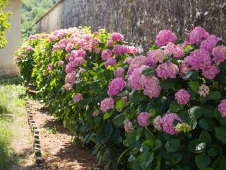 Everbloom hortensia pink