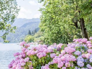 Everbloom hortensia pink