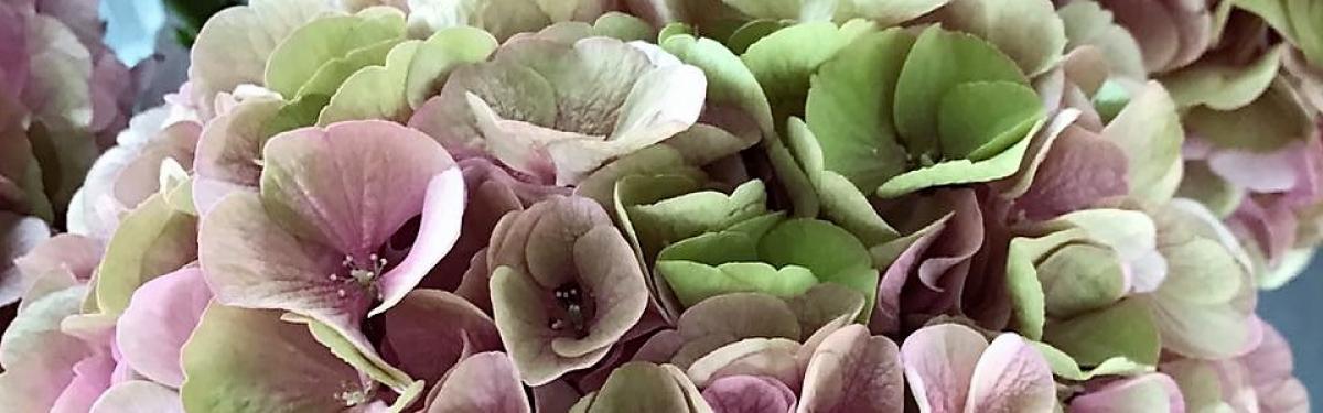 Van Klaveren Plant Hortensia