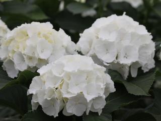 Hydrangea Snowball