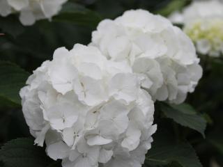 Hydrangea Everbloom® white