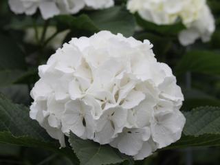 Hydrangea Snowball