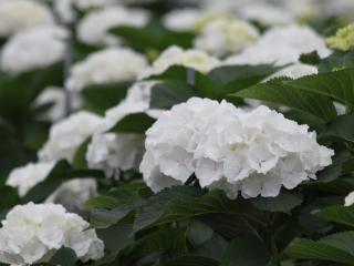 Hydrangea Snowball