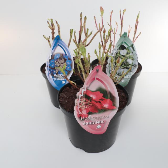 Hydrangea mix randbloeier